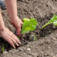 Пришла пора сеять овощи в открытый грунт: вот что стоит посадить на майских праздниках