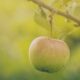 Три способа заставить яблоню дать плоды