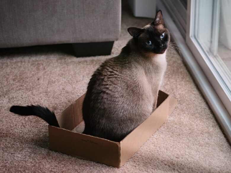 Аномальная тяга: почему кошки обожают коробки