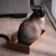 Аномальная тяга: почему кошки обожают коробки