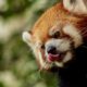 Красная панда: почему с кунг-фу пандой она не имеет ничего общего, и какую кашу предпочитает