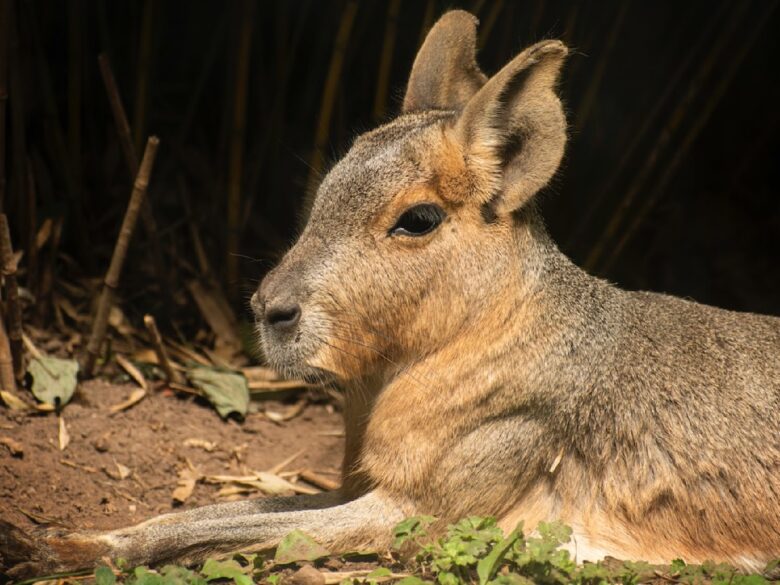 Патагонские зайцы мары: как совместить оленя, зайца и капибару