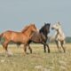 Породы русских коней, которые влюбят вас в этих животных