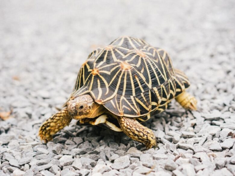 Почему черепахи живут так долго