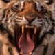 Интересные факты о тиграх: волшебный голос, особенности охоты и королевская галантность