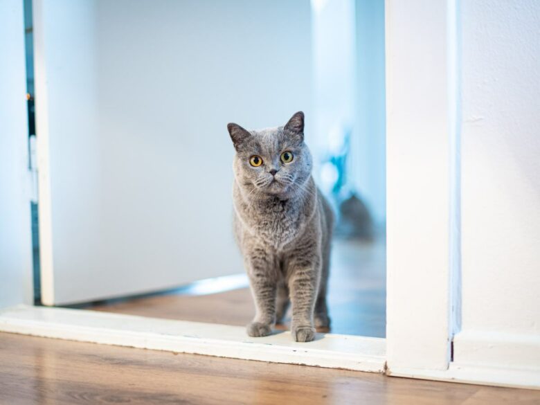 Почему в доме, где есть кот, все двери должны быть открыты