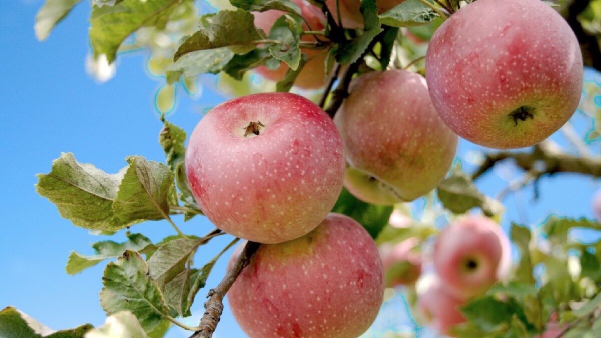 Яблоня быстрый. Плодоношение яблоко цивиток. Когда плодоносят яблони месяц.