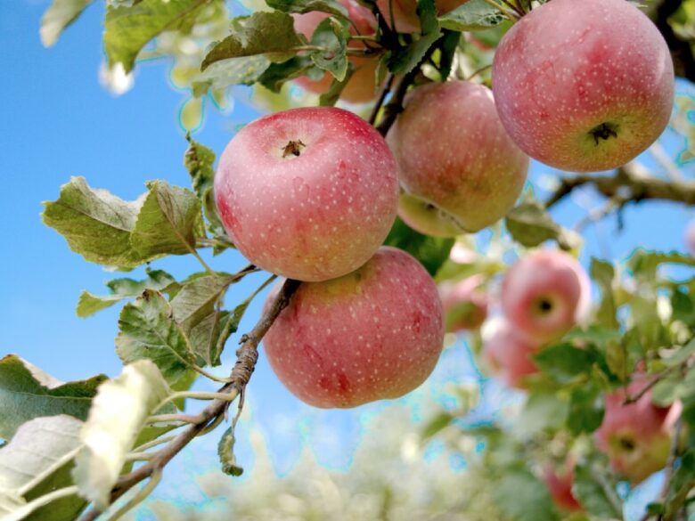 Почему яблони плодоносят через год и как заставить дерево давать плоды каждое лето