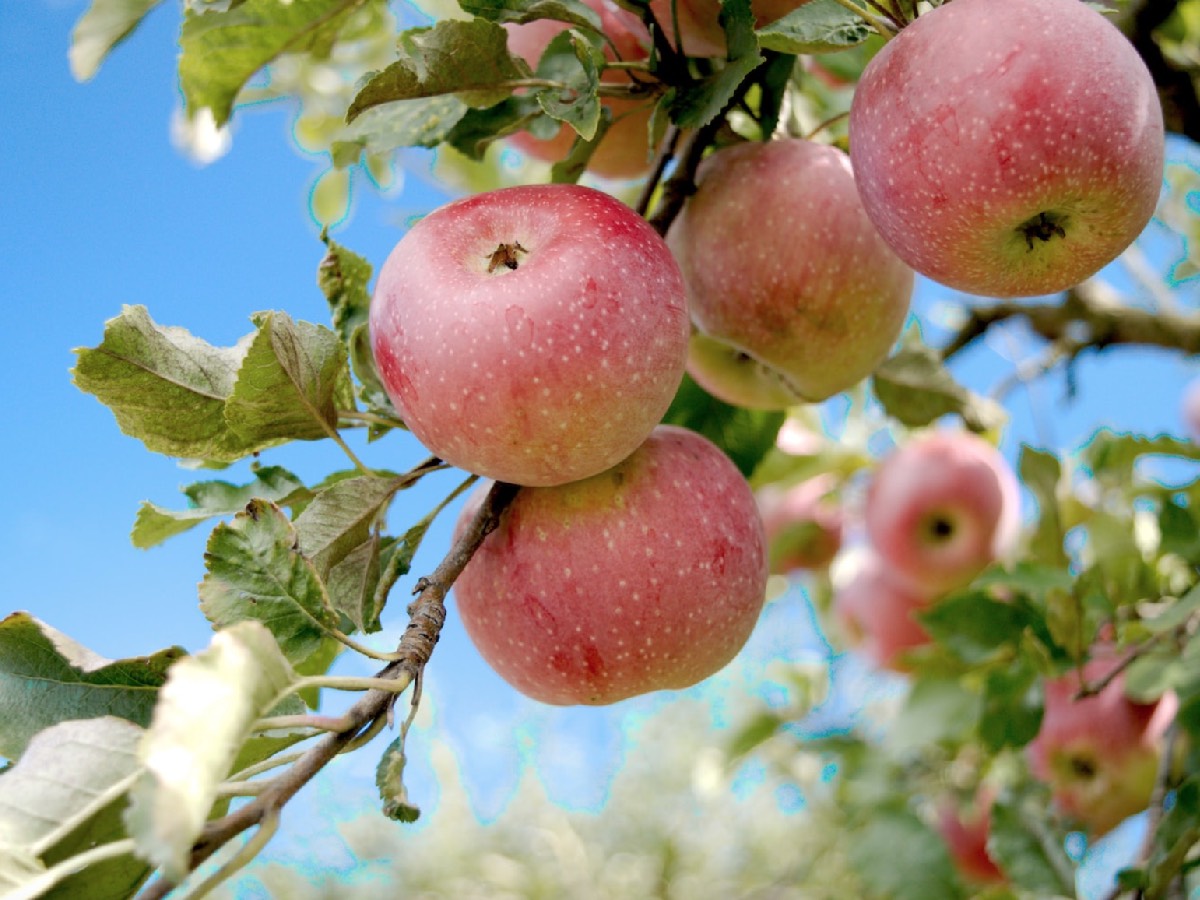 Почему яблони плодоносят через год?