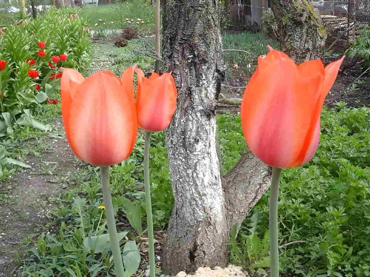 Нужно ли выкапывать тюльпаны каждый год. Тюльпаны до и после пойки. Нужно ли выкапывать тюльпаны после цветения каждый год.