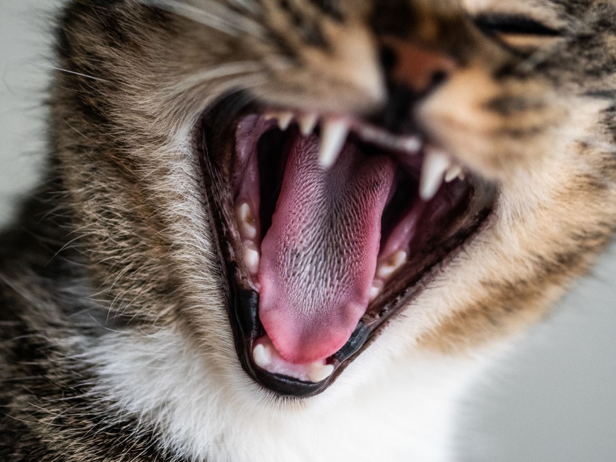 Почему кошки зевают, когда мы к ним подходим