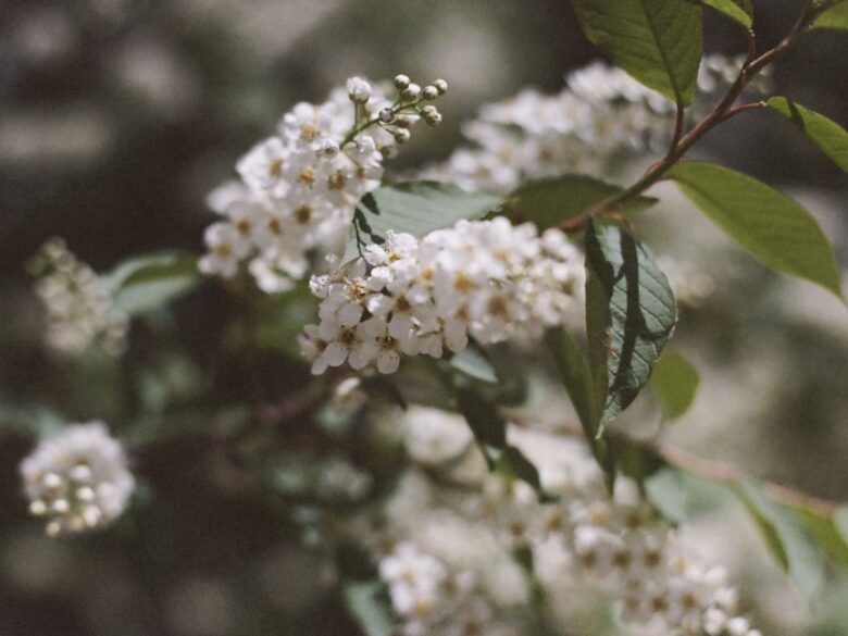 «Черемуховые» и «дубовые» холода: почему во время майских холодов эти растения цветут?