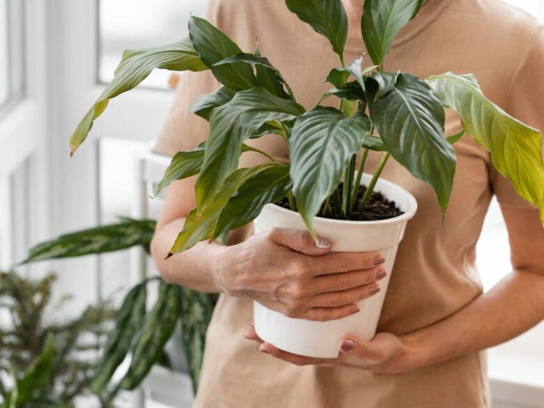 7 советов, которые помогут сохранить домашние растения во время вашего долгого отсутствия