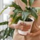 7 советов, которые помогут сохранить домашние растения во время вашего долгого отсутствия