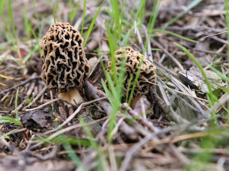 Весенние грибы: собирать или не собирать - вот в чем вопрос
