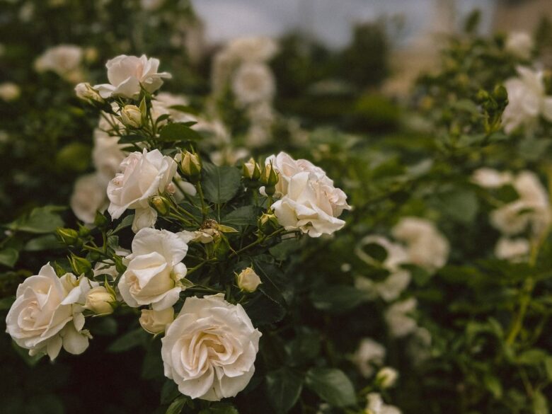Садоводы боятся сажать розы: оправданы ли страхи? Спойлер: нет. И вот почему