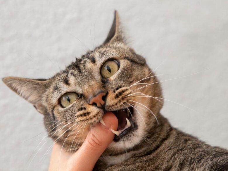 Почему кошки кусают своего хозяина
