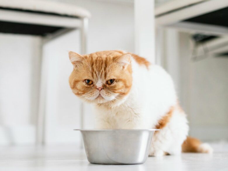 Как правильно кормить котиков