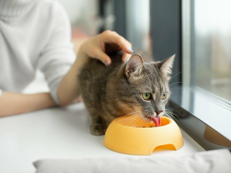 Почему коты едят только рядом с хозяином