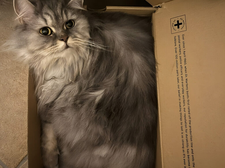 Почему коты любят коробки, бумагу, и картон
