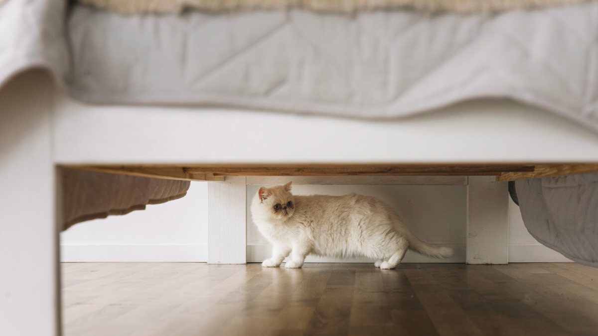 Чего не хватает котам, которые бешено носятся по квартире: ответ зоопсихолога