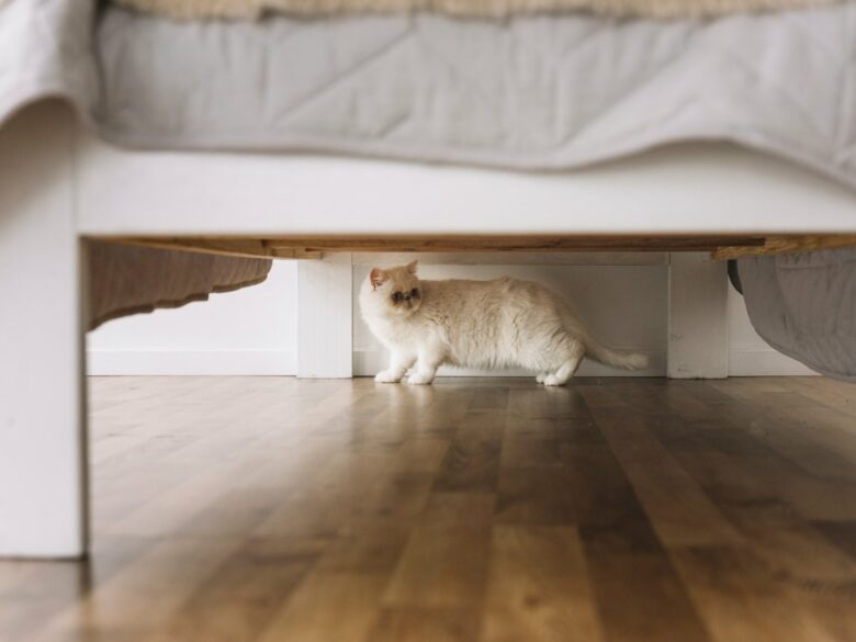 Зачем кошки носятся по квартире после туалета