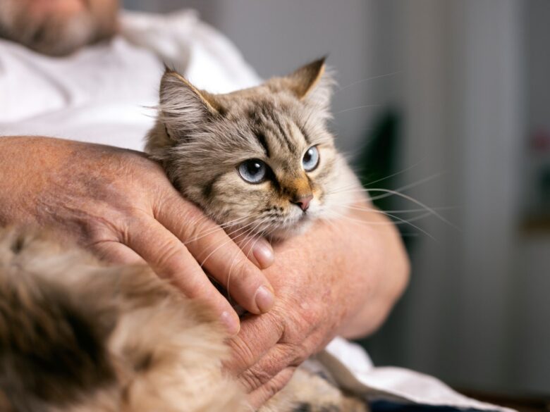 Как у кота обнаружить блох