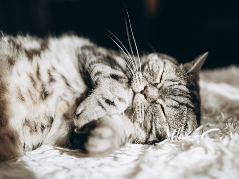 Почему коты так много спят
