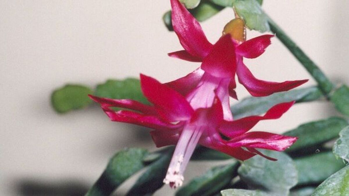 Шлюмбергера Бакли Schlumbergera truncata 