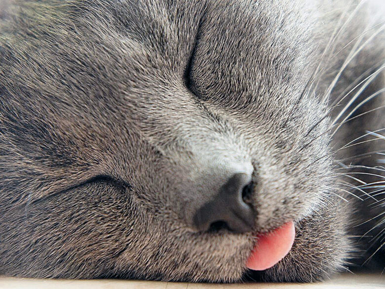 Котик спит с высунутым языком