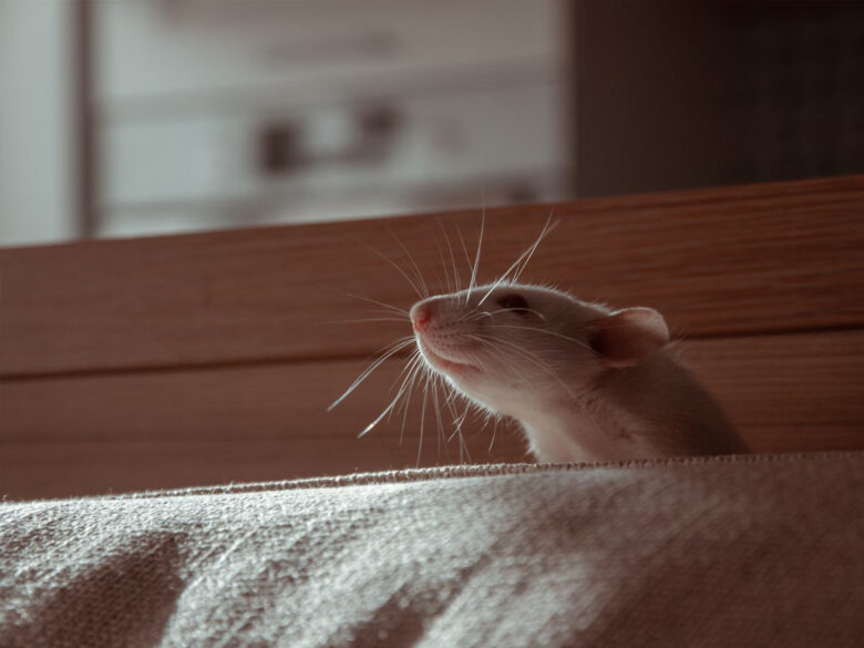Любовь, чистота и грызня: Почему стоит завести домашнюю крысу