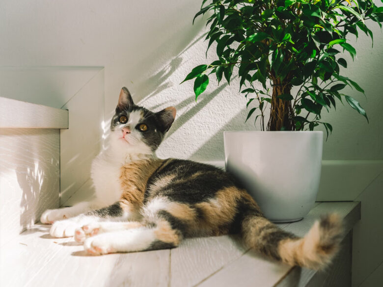 Убийственная красота: комнатные растения, опасные для котиков