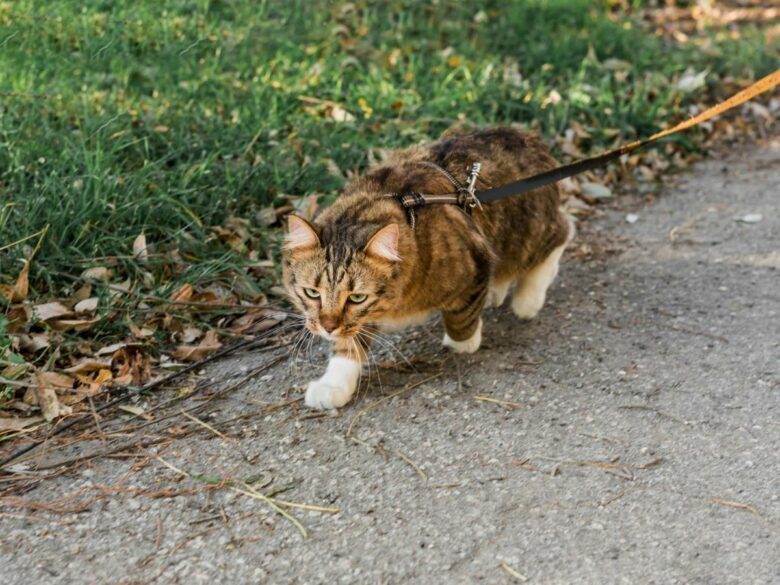 Как правильно выгуливать котов