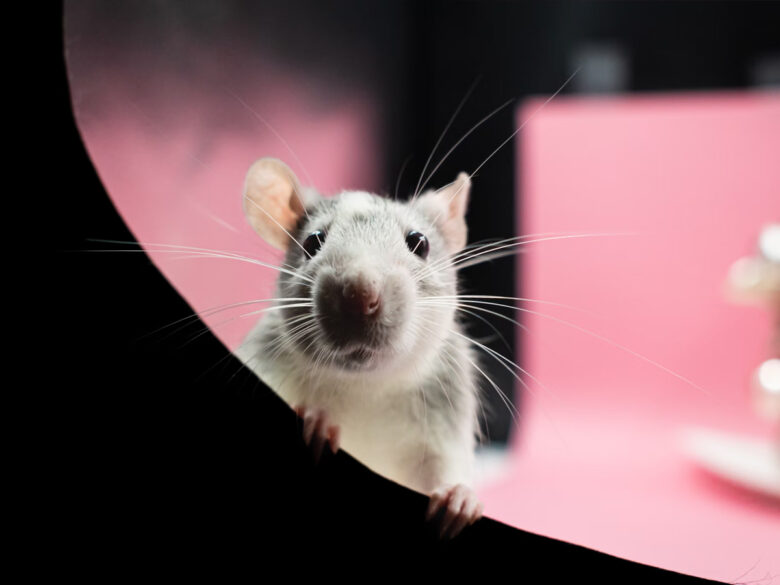 Крысьи радости – какими вкусностями можно угостить домашнюю крысу