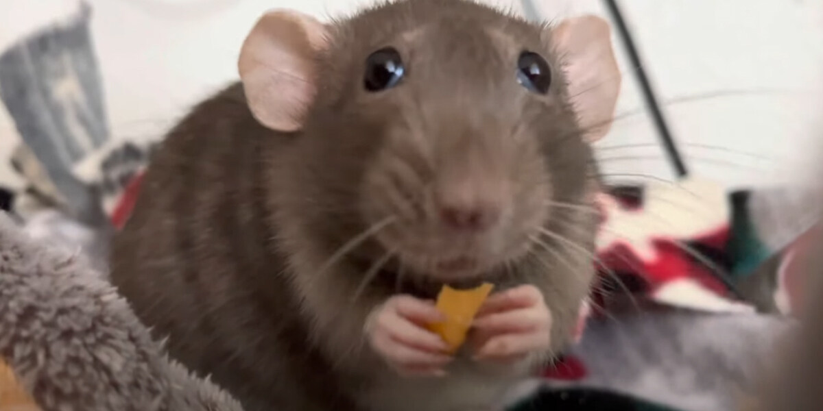 Крысьи радости – какими вкусностями можно угостить домашнюю крысу