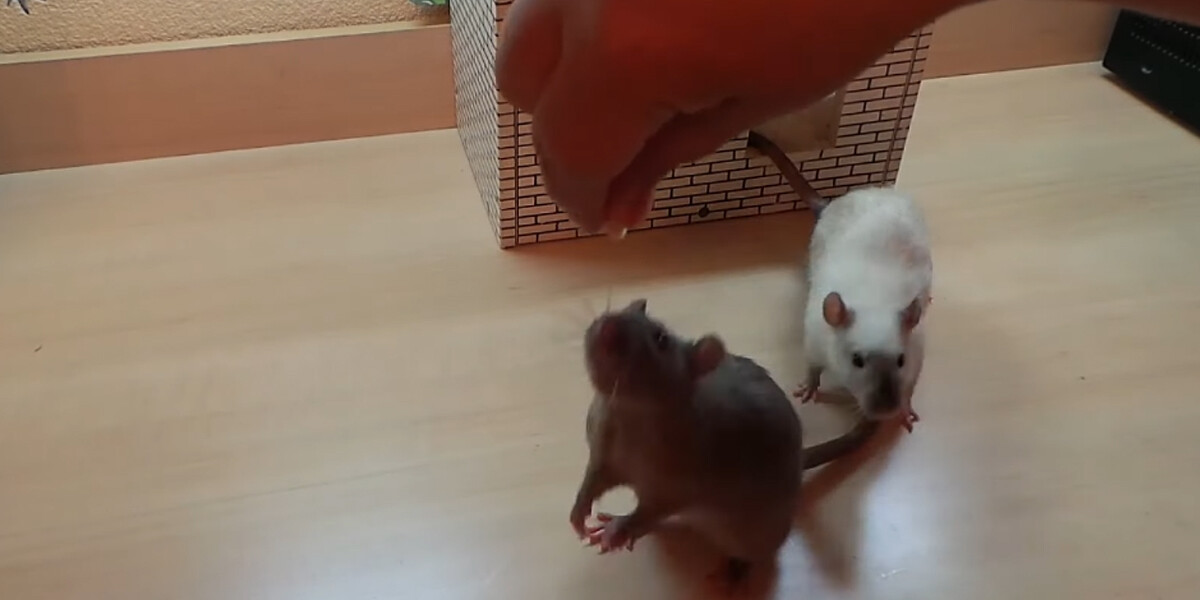 На арене – крыса! Как можно обучить домашнюю крысу различным трюкам
