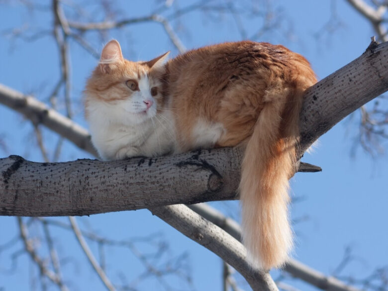 Слишком близко к солнцу – почему коты не спускаются со столбов и деревьев