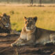 Индийского лесничего уволили из-за имён для львов