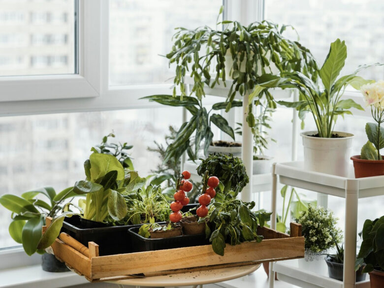 Какие овощи можно вырастить на балконе