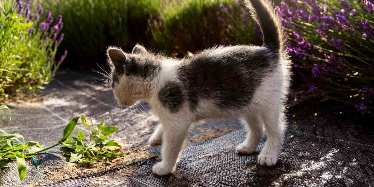 Уличные коты против дачников: 5 способов отучить животных пакостить на грядках