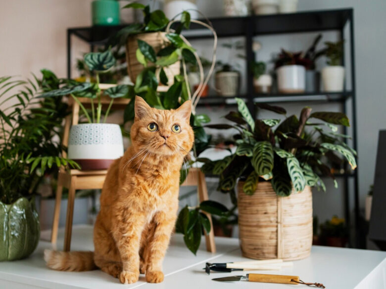 Цветы в порядке, и котик доволен: 5 проверенных средств защитят комнатные растения от питомцев
