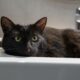 Почему коты не любят мыться