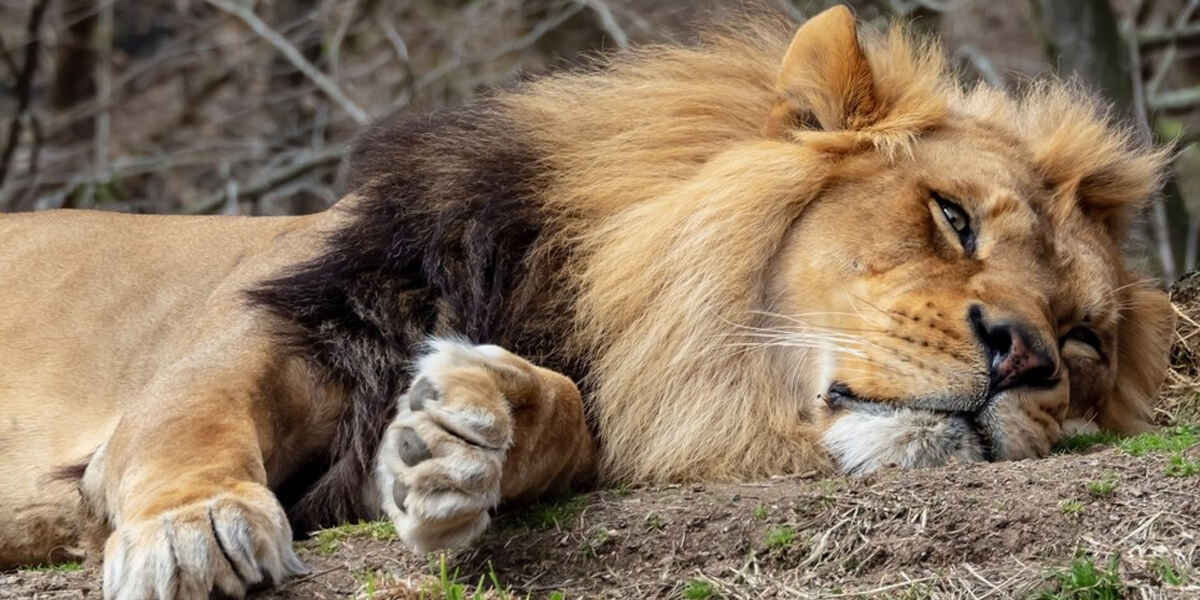 Вот бы нам их жизнь: какие животные спят дольше всего