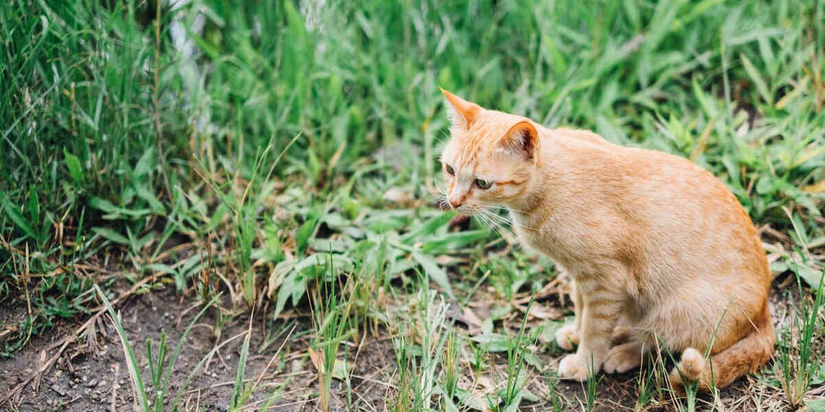 Газон без кошачьих «подарков» — это реально: 5 способов отвадить животных с лужайки