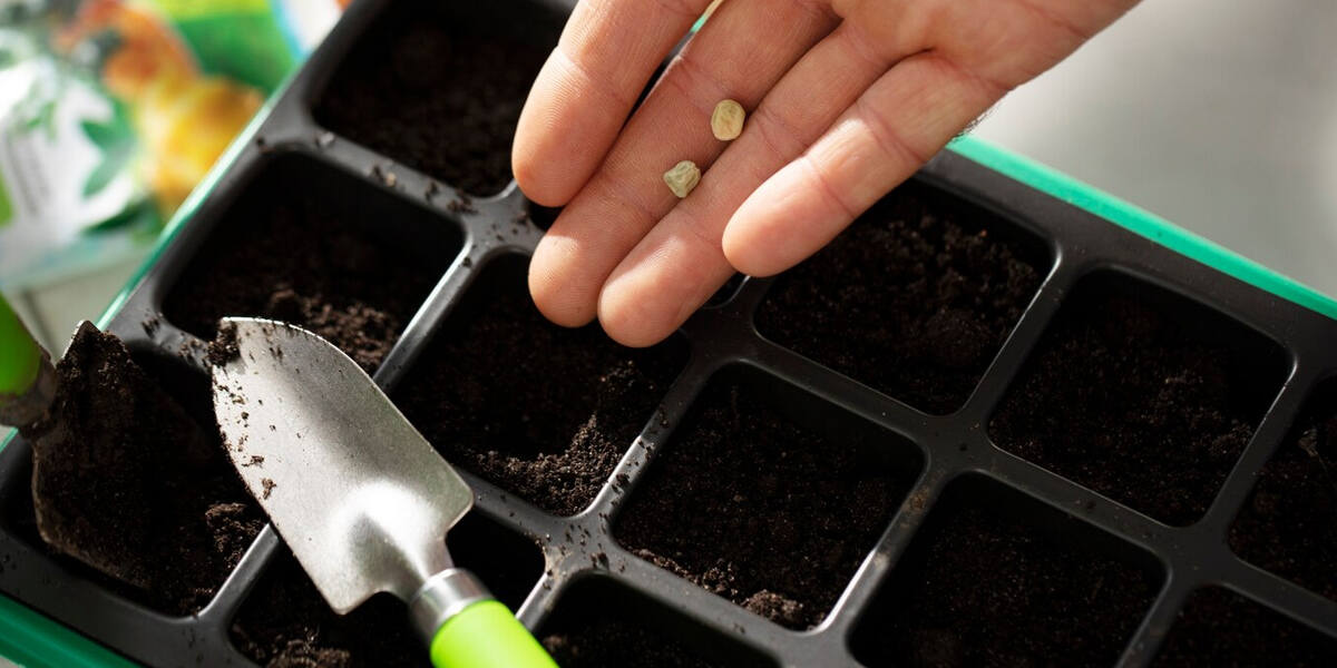 Семена не всходят из-за 4 досадных ошибок: сделайте это, если ростки так и не появились