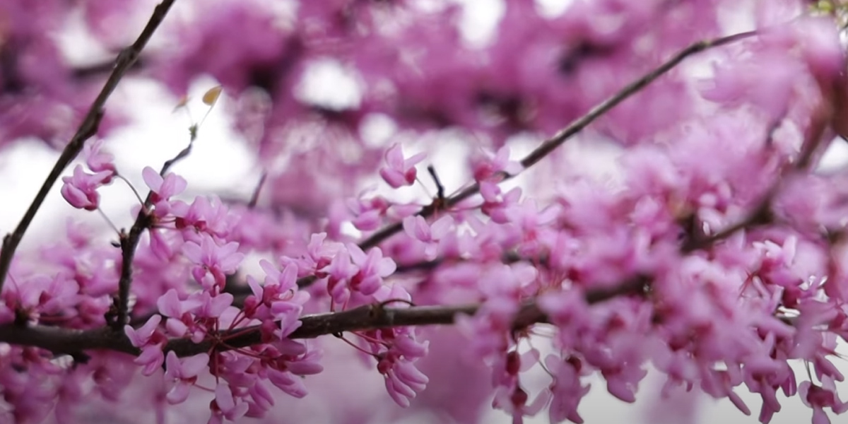 Цветами затмевает даже сакуру: теплолюбивый церцис или багрянник можно вырастить даже в Подмосковье