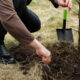 Как и зачем копать посадочные ямы для плодовых деревьев