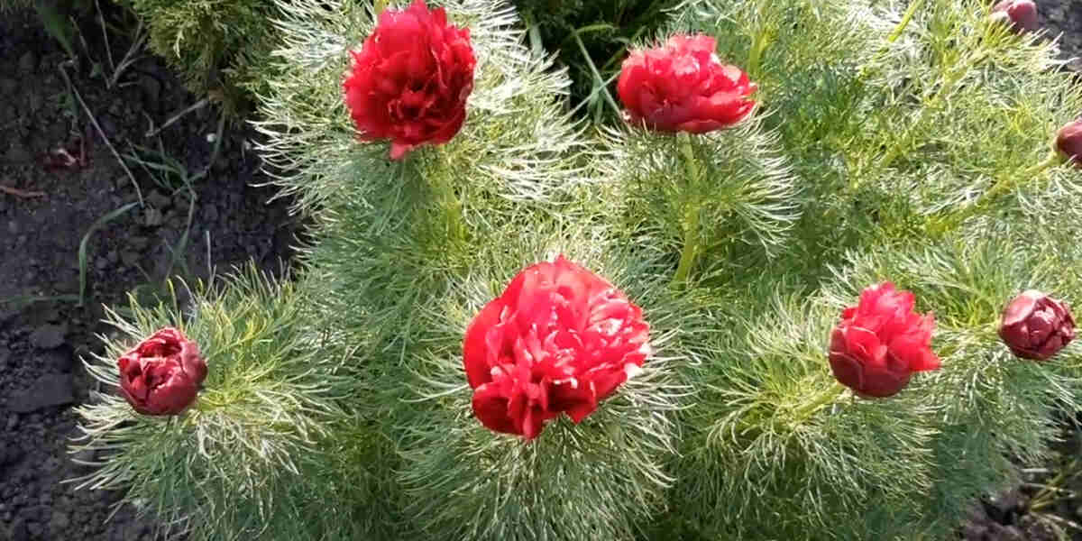 Тонкий аромат и глянцевые бутоны: тонколистный пион бьёт рекорды по популярности у садоводов