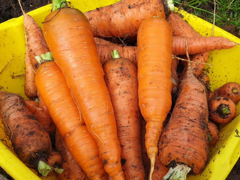 Закройте посевы моркови и лука на 2 недели: этот приём спасёт овощи от опасного вредителя