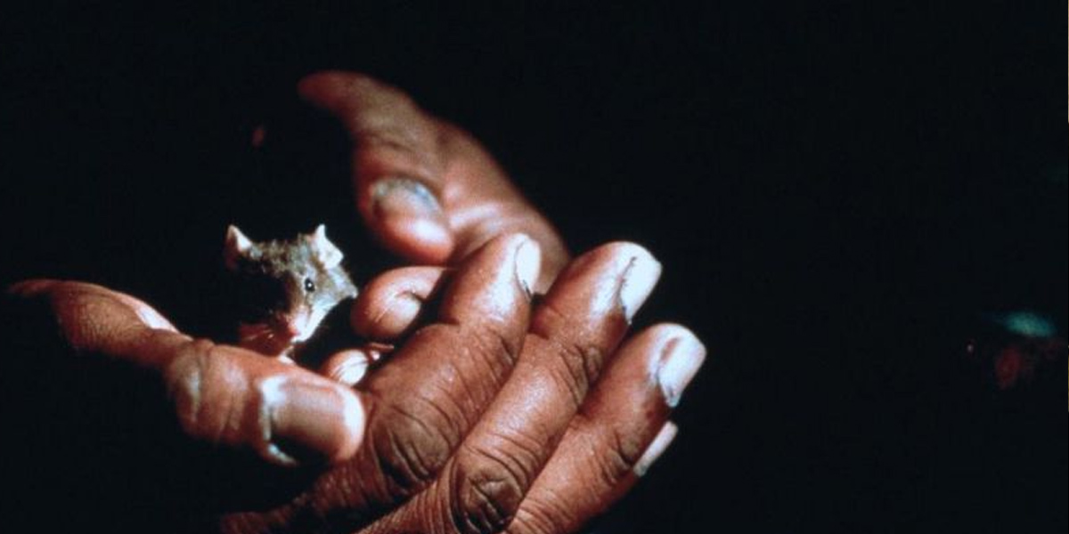 Мыши на съемках, спасший проект Брюс Уиллис и Стивен Кинг на пыточном стуле: 7 фактов о фильме «Зеленая миля»
